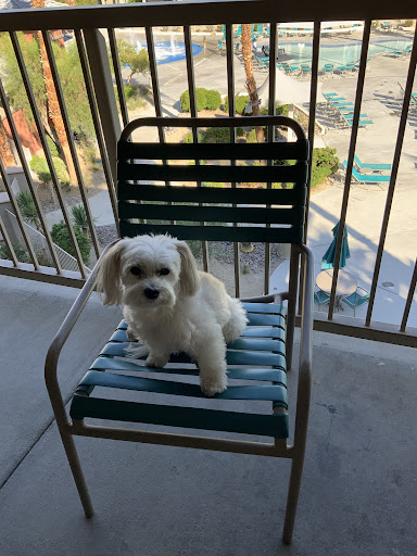 Pet Supply Store «PetSmart», reviews and photos, 44425 Town Center Way a, Palm Desert, CA 92260, USA