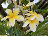 Plumeria Palace - Photo 3 - Car repair in Orange, CA, Irvine