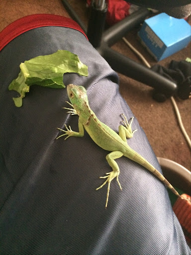 Pet Supply Store «PetSmart», reviews and photos, 730 S Sepulveda Blvd, El Segundo, CA 90245, USA