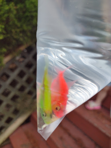 Jim Thorpe Pet Center, 1592 Center Ave, Jim Thorpe, PA 18229, USA, 