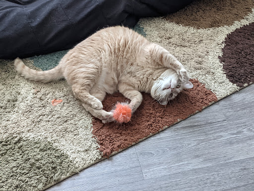 Pet Supply Store «PetSmart», reviews and photos, 150 Bleachery Blvd, Asheville, NC 28805, USA