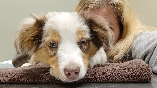 Pet Emergency Clinic image