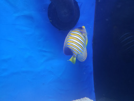 Pet Store «Pets Warehouse», reviews and photos, 177 Glen Cove Rd, Carle Place, NY 11514, USA