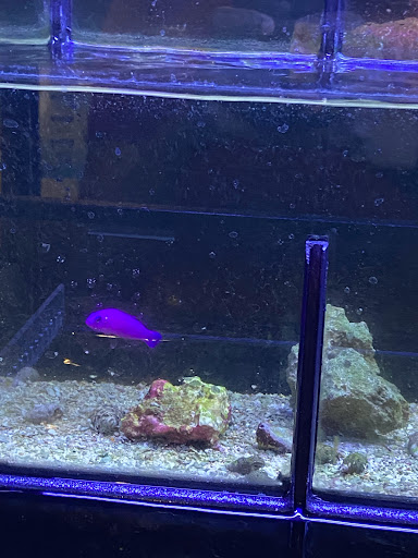 Pet Store «Fin & Feather Pet Center, Inc.», reviews and photos, 5208 Lakeside Ave, Richmond, VA 23228, USA