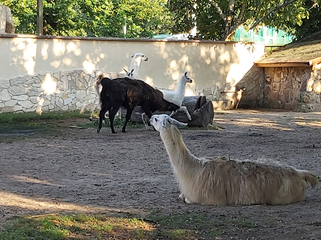 Hozzászólások és értékelések az Debreceni Állatkert és Vidámpark-ról