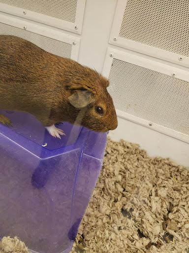 Pet Supply Store «Petco Animal Supplies», reviews and photos, 175 Grandview Blvd #600, Madison, MS 39110, USA