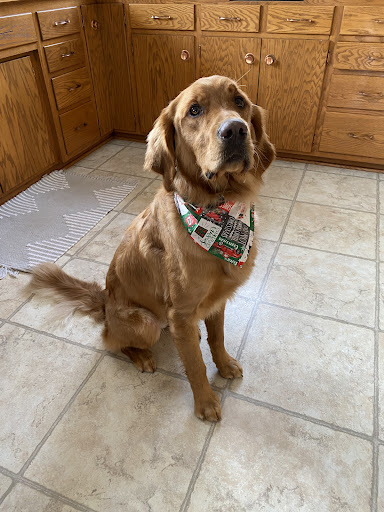 Pet Groomer «R.U.F.F. Cuts Dog Grooming», reviews and photos, 225 Elm St W, Norwood Young America, MN 55368, USA