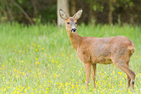 Wildlife, Inc. - Photo 8 - Car repair in Denver, CO, Denver