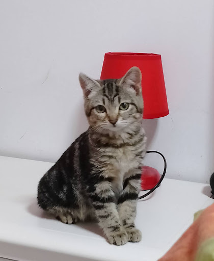Clínica Veterinaria Carlos Iii en Córdoba