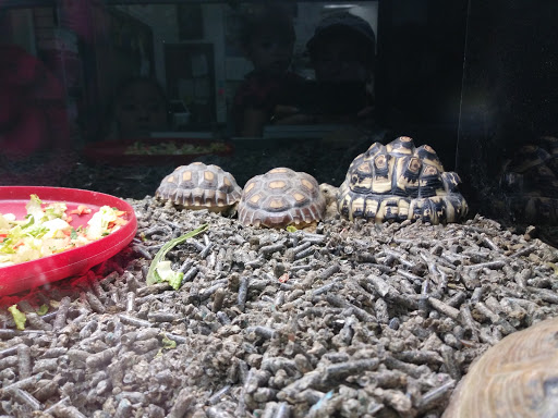 Pet Store «Animal Lovers Pet Shop», reviews and photos, 24028 Vista Montana, Torrance, CA 90505, USA