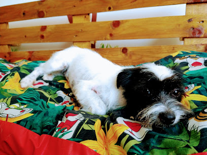 Estilismo Canino Jeni Illescas en Murcia