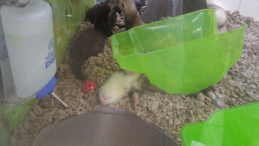 Pet Supply Store «Petco Animal Supplies», reviews and photos, 2358 S Range Ave, Denham Springs, LA 70726, USA