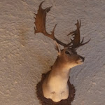 Photo n°7 de l'avis de Patriche.a fait le 26/07/2021 à 13:34 sur le  Ristorante Baita Al Fungo à Conco