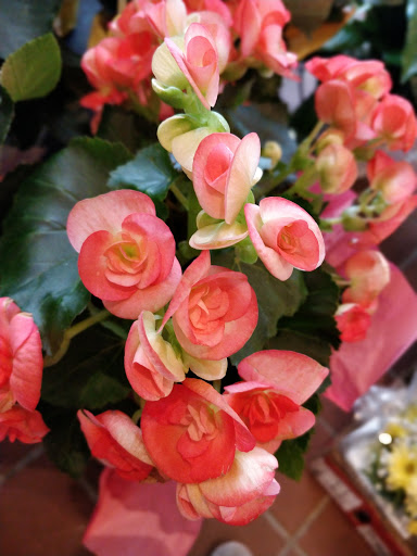 Florist «Thrifty Florist Ann Arbor», reviews and photos, 3021 Carpenter Rd, Ypsilanti, MI 48197, USA