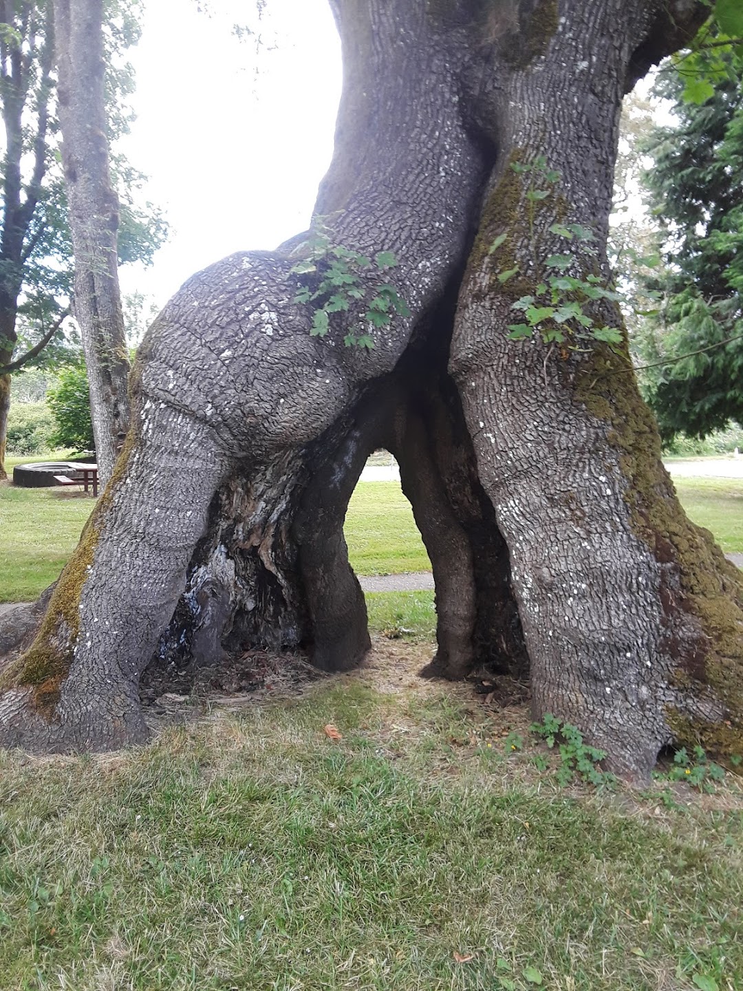 Bucoda Volunteer Park