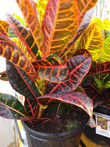 Shopping Mall «Northside Mall», reviews and photos, Ross Clark Cir & Hwy 231, Dothan, AL 36303, USA