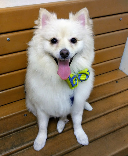 Pet Supply Store «PetSmart», reviews and photos, 7850 W Commercial Blvd, Lauderhill, FL 33351, USA