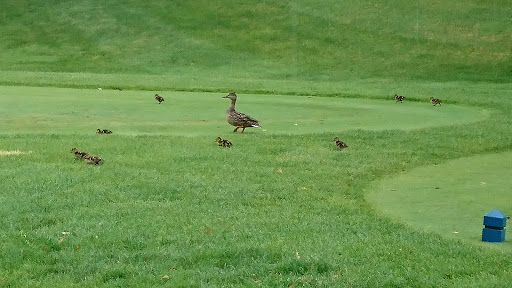 Golf Course «Willow Creek Golf & Country Club - NY», reviews and photos, 1 Clubhouse Dr, Mt Sinai, NY 11766, USA