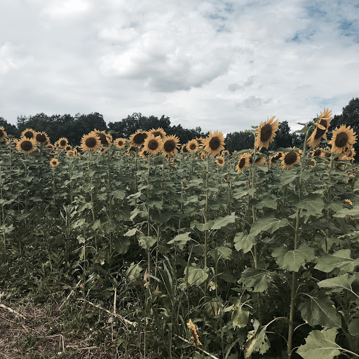 Tourist Attraction «Sussex County Sunflower Maze», reviews and photos, 101 Co Rd 645, Sandyston, NJ 07826, USA