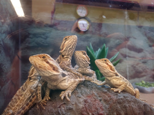 Pet Supply Store «Petco Animal Supplies», reviews and photos, 10190 W McDowell Rd, Avondale, AZ 85323, USA