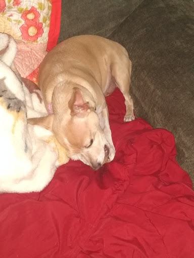 Pet Groomer «Animal House», reviews and photos, 705 Asbury Ave, Ocean City, NJ 08226, USA