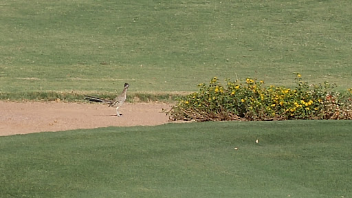 Golf Course «Seville Golf & Country Club», reviews and photos, 6683 S Clubhouse Dr, Gilbert, AZ 85298, USA