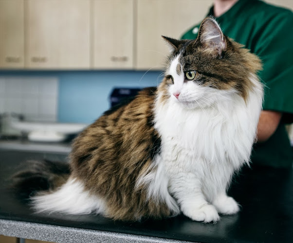 Reviews of The Cat Clinic in Edinburgh - Veterinarian