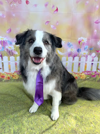 Alissa's Furry Friends - Photo 6 - Car repair in Tampa, FL, Tampa