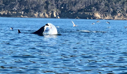 Bodega Bay Whale Watching