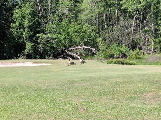 Public Golf Course «Jake Gaither Golf Course», reviews and photos, 913 Bob White Dr, Tallahassee, FL 32305, USA