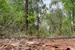 Kormangala State forest image