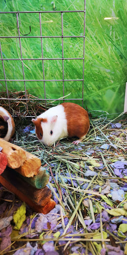 Pet Supply Store «PetSmart», reviews and photos, 2997 Max Ave, Bozeman, MT 59718, USA