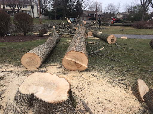 Ashtabula Tree Service image 3