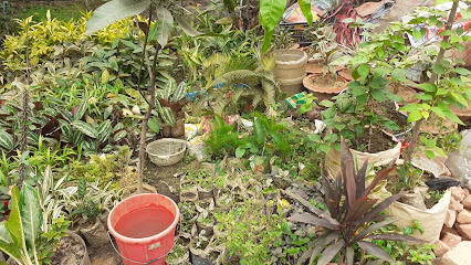Faysal Nursery ফয়সাল নার্সারী