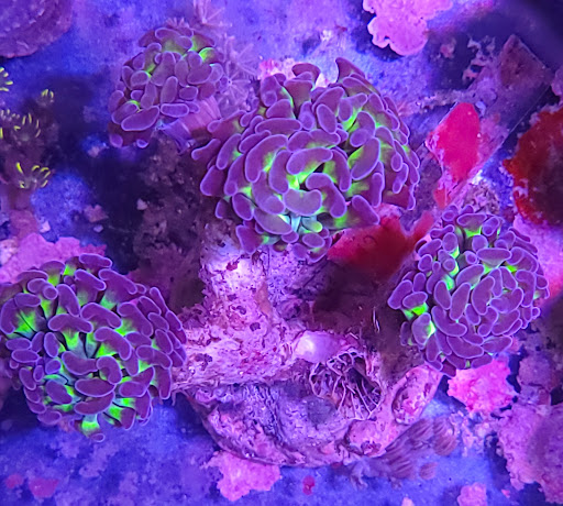 Tropical Fish Store «Shipwreck Cove Custom Aquariums», reviews and photos, 215 S El Camino Real, Encinitas, CA 92024, USA