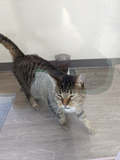 Pet Supply Store «Pet Supplies Plus», reviews and photos, 42241 Garfield Rd, Charter Twp of Clinton, MI 48038, USA