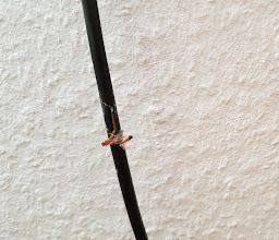 Hein Heuer´s Kremserfahrten photo