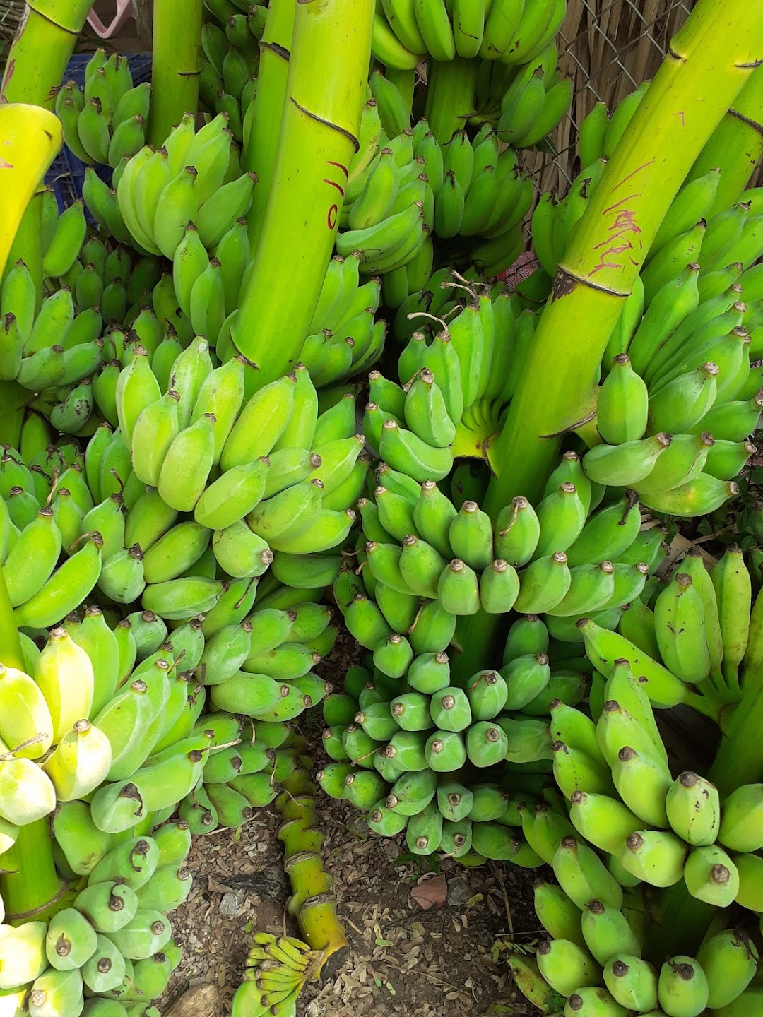 สวนกล้วยภูผา ราชบุรี