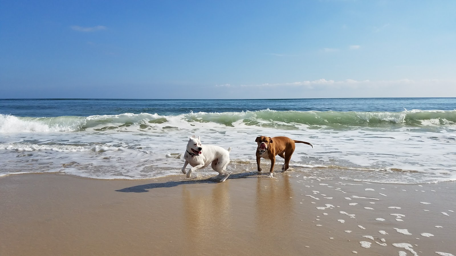 Photo de Smith Point Beach - bon endroit convivial pour les animaux de compagnie pour les vacances