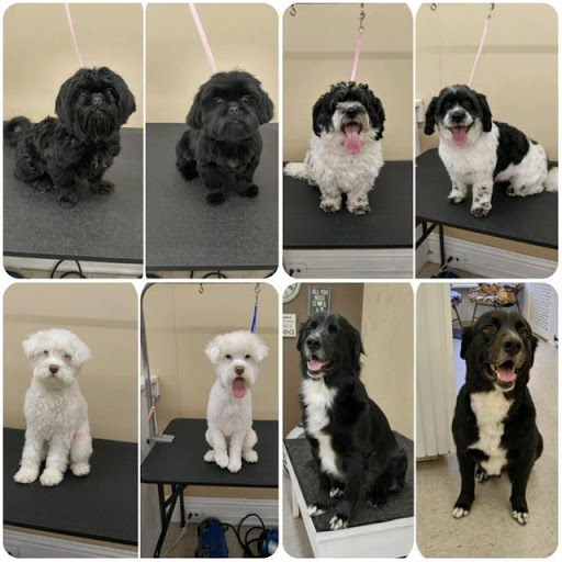 Karol's Canine Cuts and Doggy Daycare Locations from All Over the World