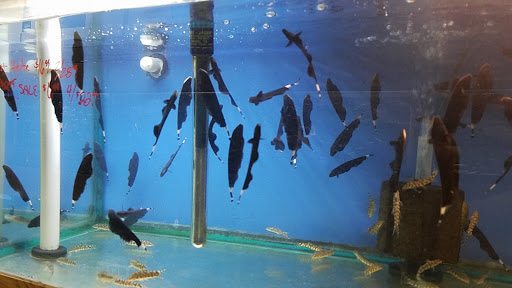 Pet Store «Fish R Us», reviews and photos, 10855 TX-242, Conroe, TX 77385, USA