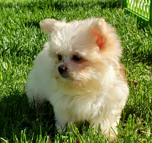 Pet Store «Four Paws and a Tail», reviews and photos, 120 Northtown Dr, Blaine, MN 55434, USA