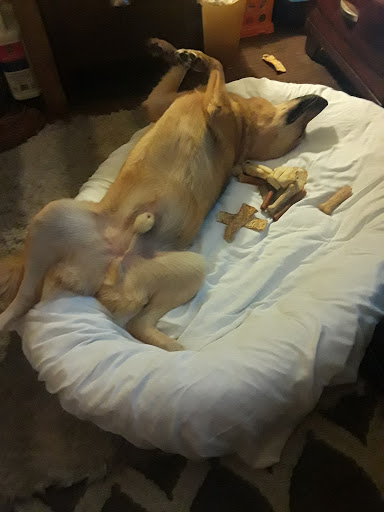 Pet Supply Store «Pet Supermarket», reviews and photos, 801 E Sunrise Blvd, Fort Lauderdale, FL 33304, USA