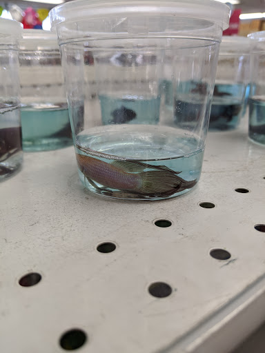 Discount Store «One Stop Bargain (99 cents store)», reviews and photos, 7920 Florence Ave, Downey, CA 90240, USA