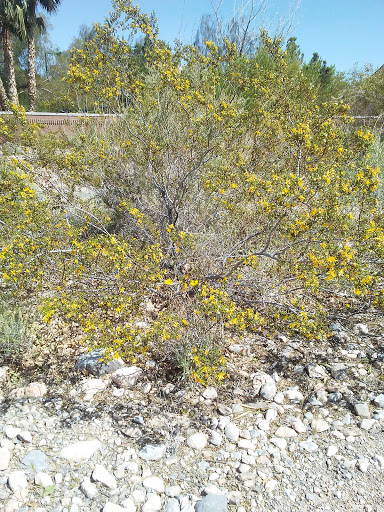 Park «Old Spanish Trail Park», reviews and photos, 8150 Tara Ave, Las Vegas, NV 89117, USA