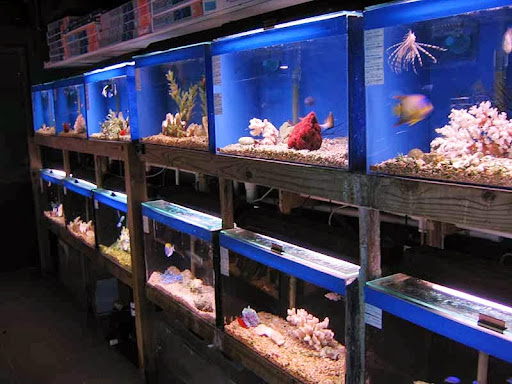 Tropical Fish Store «Aquatic Creations Ltd», reviews and photos, 2909 Urbana Pike, Ijamsville, MD 21754, USA