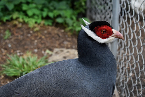 Animal Rescue Service «Ray of Light Farm Inc», reviews and photos, 232 Town St, East Haddam, CT 06423, USA