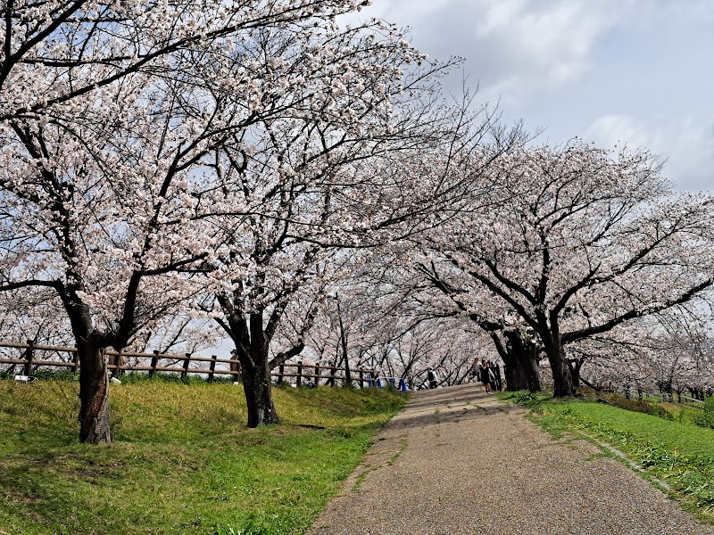 きぼうの桜