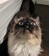 Paw & Palm - Photo 8 - Car repair in , Bellevue