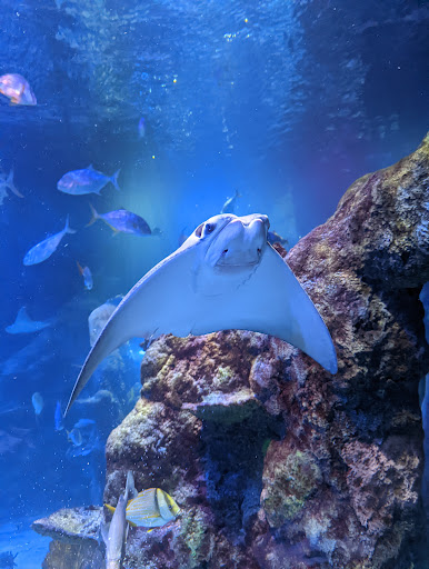 Aquarium «SEA LIFE Michigan Aquarium», reviews and photos, 4316 Baldwin Rd, Auburn Hills, MI 48326, USA